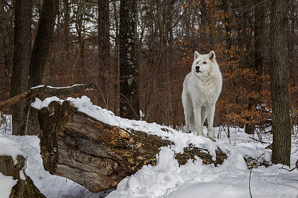 100 Gray Wolf (Canis lupus) - NJ