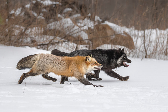 189 Red Foxes - red and silver morths (Vulpes vulpes) - Minnesota Wildlife Connection