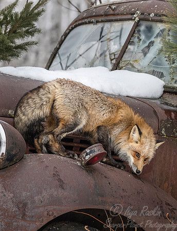 187 Red Fox (Vulpes vulpes) - Minnesota Wildlife Connection