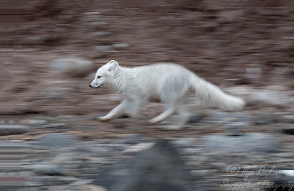 172 Arctic Fox (Vulpes lagopus) Svalbard - Norway