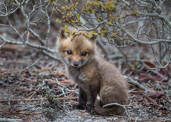 143 Red fox kit (Vulpes vulpes) - Long Island NY