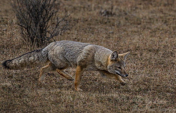 128 South American Gray Fox (Lycalopex griseus) Patagonia Chile