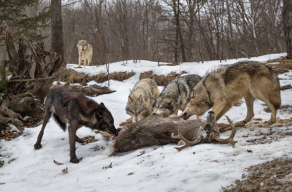 232 Gray Wolves (Canis lupus) - Minnesota Wildlife Connection