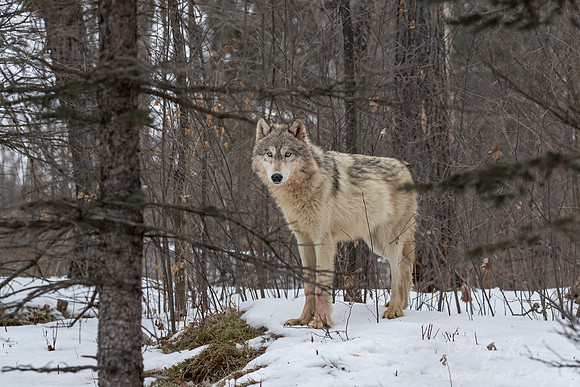 251 Gray Wolf (Canis lupus) - Minnesota Wildlife Connection