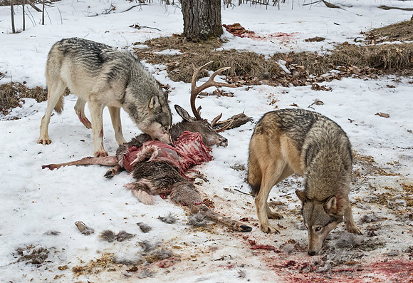 241 Gray Wolves (Canis lupus) - Minnesota Wildlife Connection