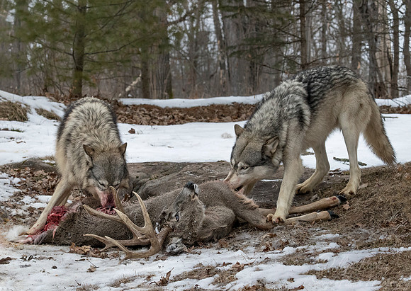 233 Gray Wolves (Canis lupus) - Minnesota Wildlife Connection