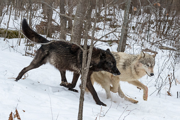 253 Gray Wolves (Canis lupus) - Minnesota Wildlife Connection