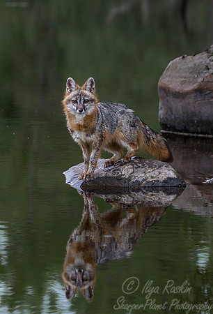286 Gray Fox (Urocyon cinereoargenteus) - Minnesota Wildlife Connection
