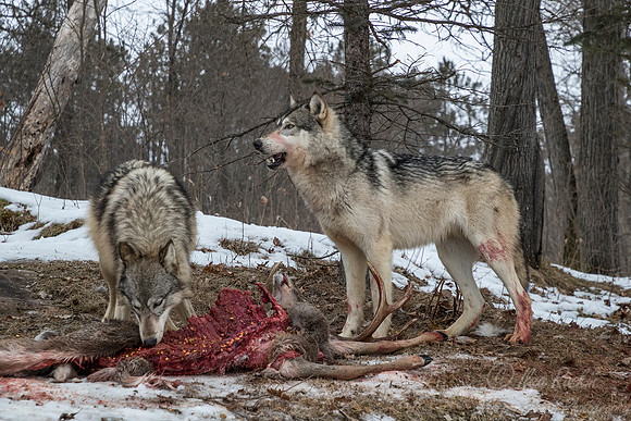 239 Gray Wolves (Canis lupus) - Minnesota Wildlife Connection