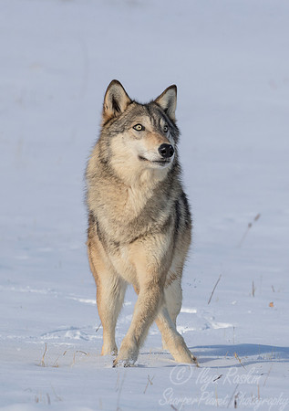 212 Gray Wolf (Canis lupus) - Minnesota Wildlife Connection