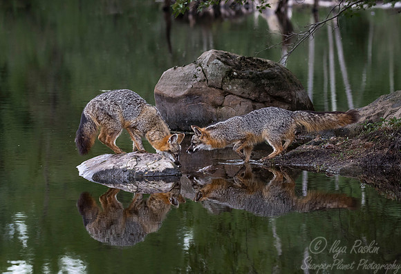 282 Gray Foxes (Urocyon cinereoargenteus) - Minnesota Wildlife Connection