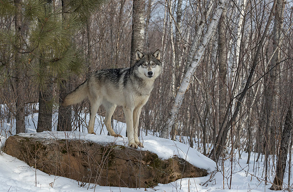225 Gray Wolf (Canis lupus) - Minnesota Wildlife Connection