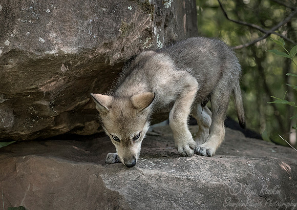 274 Gray Wolf pup (Canis lupus) - Minnesota Wildlife Connection