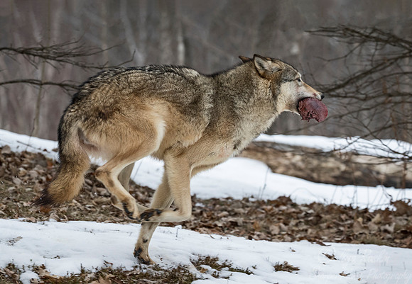 243 Gray Wolf (Canis lupus) - Minnesota Wildlife Connection