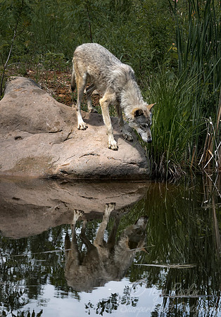258 Gray Wolf (Canis lupus) - Minnesota Wildlife Connection