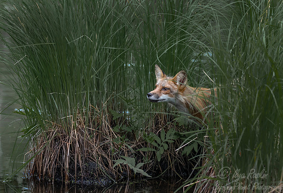 303 Red Fox (Vulpes vulpes) - Minnesota Wildlife Connection