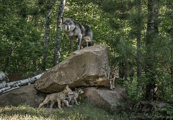 268 Gray Wolf with pups (Canis lupus) - Minnesota Wildlife Connection