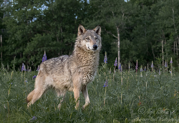 265 Gray Wolf (Canis lupus) - Minnesota Wildlife Connection