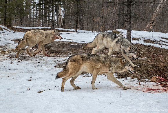 242 Gray Wolves (Canis lupus) - Minnesota Wildlife Connection