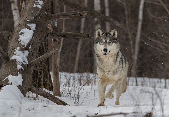 222 Gray Wolf (Canis lupus) - Minnesota Wildlife Connection