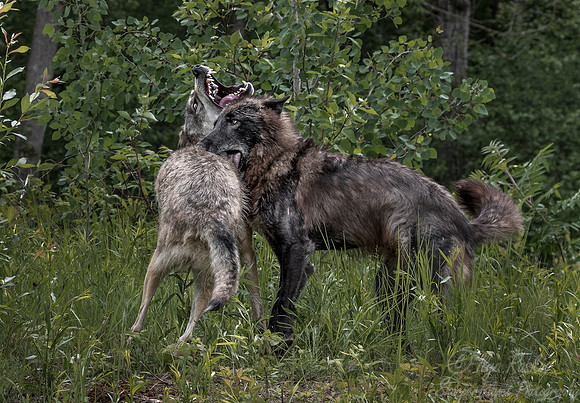 262 Gray Wolves (Canis lupus) - Minnesota Wildlife Connection