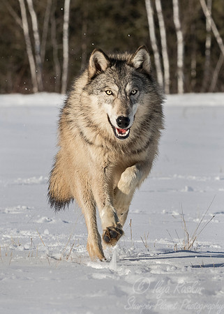 217 Gray Wolf (Canis lupus) - Minnesota Wildlife Connection