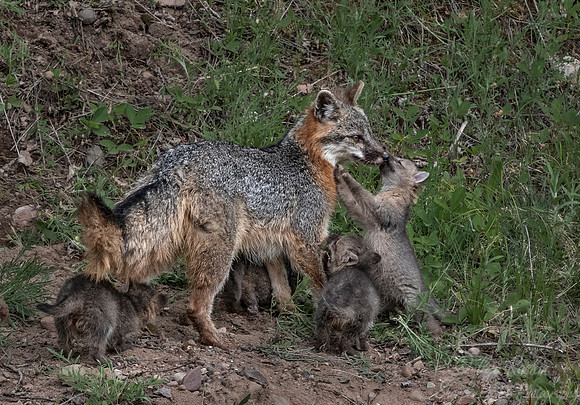 293 Gray Fox with pups (Urocyon cinereoargenteus) - Minnesota Wildlife Connection