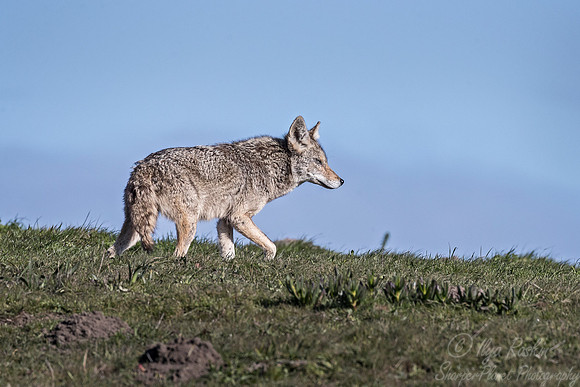 255 Coyote (Canis latrans) - Point Ryes CA