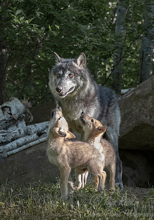 271 Gray Wolf with pups (Canis lupus) - Minnesota Wildlife Connection