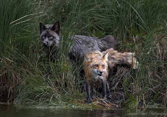 296 Red Foxes - red and silver morths (Vulpes vulpes) - Minnesota Wildlife Connection