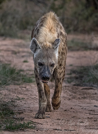176 Spotted Hyena (Crocuta crocuta) - Sabi Sands South Africa