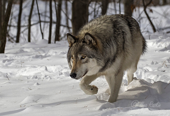 119 Gray Wolf (Canis lupus) - NJ