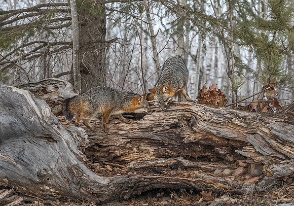 197 Gray Foxes (Urocyon cinereoargenteus) - Minnesota Wildlife Connection