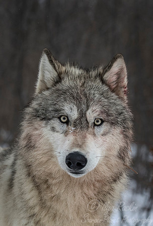 247 Gray Wolf (Canis lupus) - Minnesota Wildlife Connection