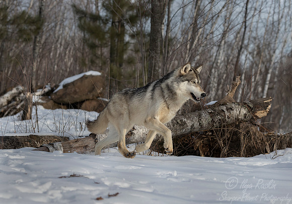 219 Gray Wolf (Canis lupus) - Minnesota Wildlife Connection