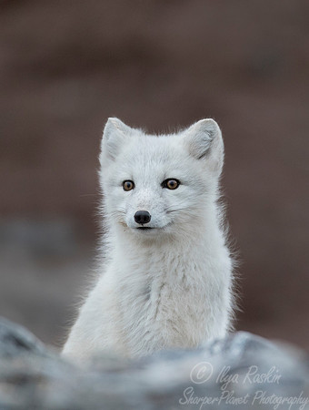 171 Arctic Fox (Vulpes lagopus) Svalbard - Norway