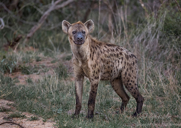 177 Spotted Hyena (Crocuta crocuta) - Sabi Sands South Africa