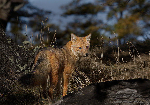 123 Culpeo Fox (Lycalopex culpaeus) Patagonia Chile