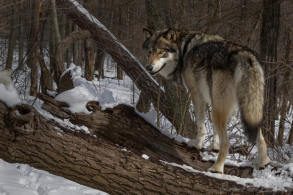 110 Gray Wolf (Canis lupus) - NJ