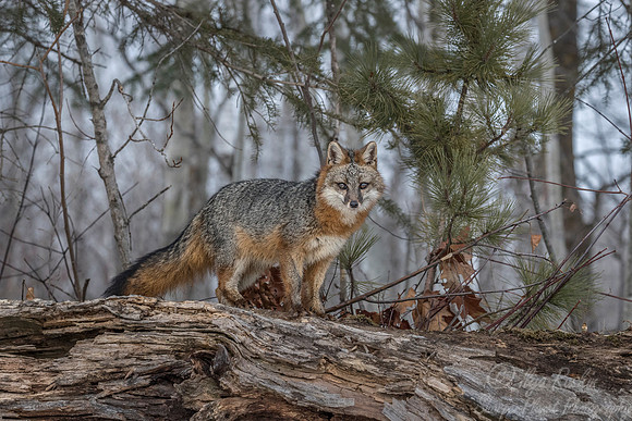 199 Gray Fox (Urocyon cinereoargenteus) - Minnesota Wildlife Connection
