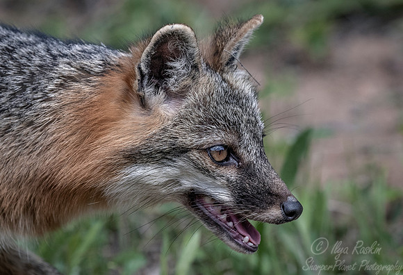 290 Gray Fox (Urocyon cinereoargenteus) - Minnesota Wildlife Connection