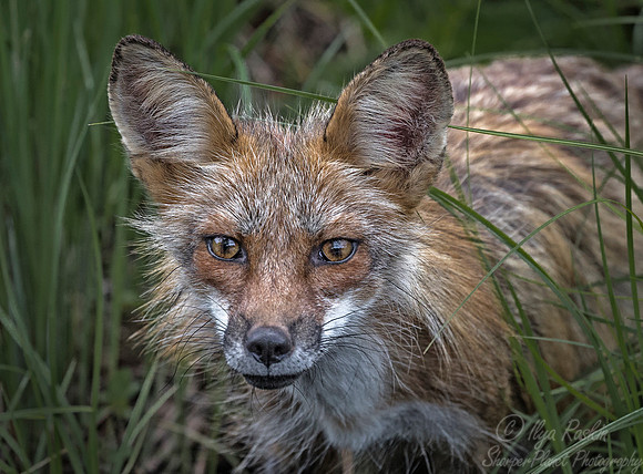 304 Red Fox (Vulpes vulpes) - Minnesota Wildlife Connection
