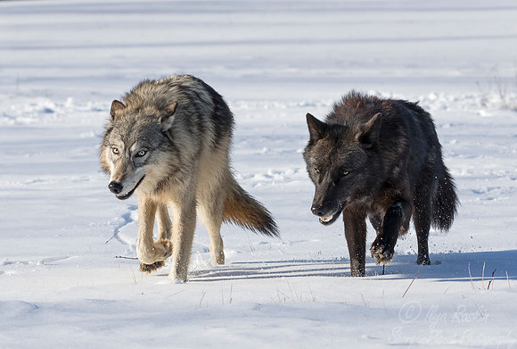 214 Gray Wolves (Canis lupus) - Minnesota Wildlife Connection