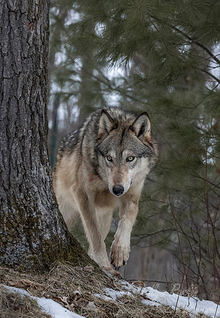 250 Gray Wolf (Canis lupus) - Minnesota Wildlife Connection