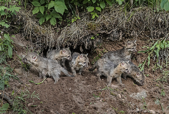 294 Gray Fox pups (Urocyon cinereoargenteus) - Minnesota Wildlife Connection