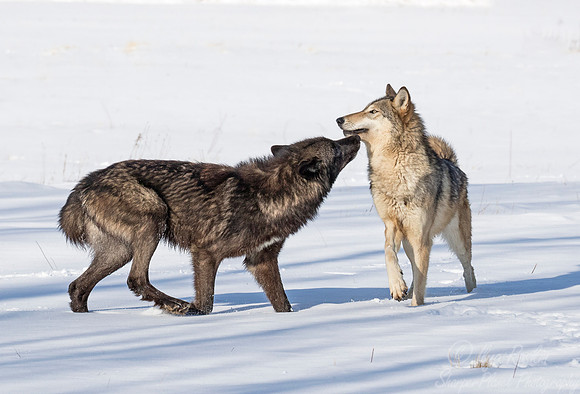 213 Gray Wolves (Canis lupus) - Minnesota Wildlife Connection