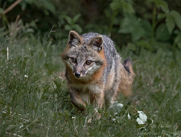 291 Gray Fox (Urocyon cinereoargenteus) - Minnesota Wildlife Connection