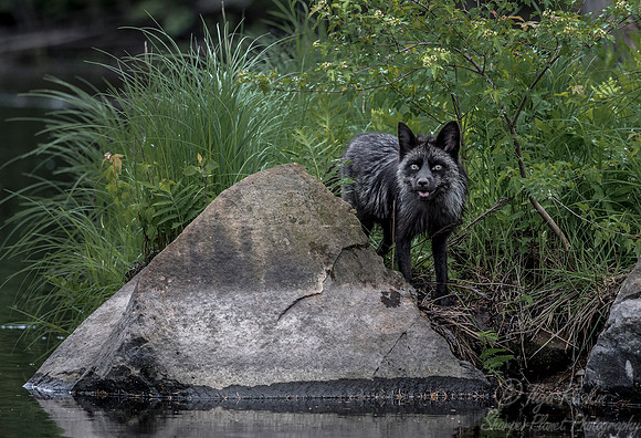 299 Red Fox silver morth (Vulpes vulpes) - Minnesota Wildlife Connection