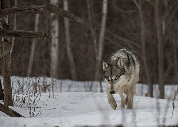223 Gray Wolf (Canis lupus) - Minnesota Wildlife Connection