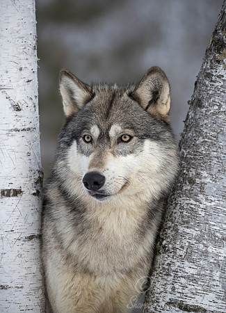 229 Gray Wolf (Canis lupus) - Minnesota Wildlife Connection